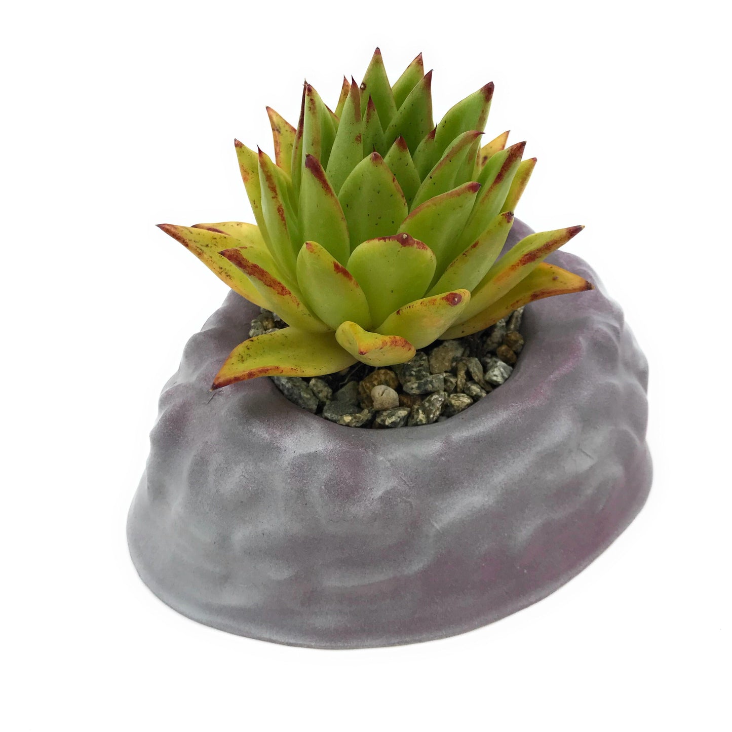 Brain 9" Mold ABS