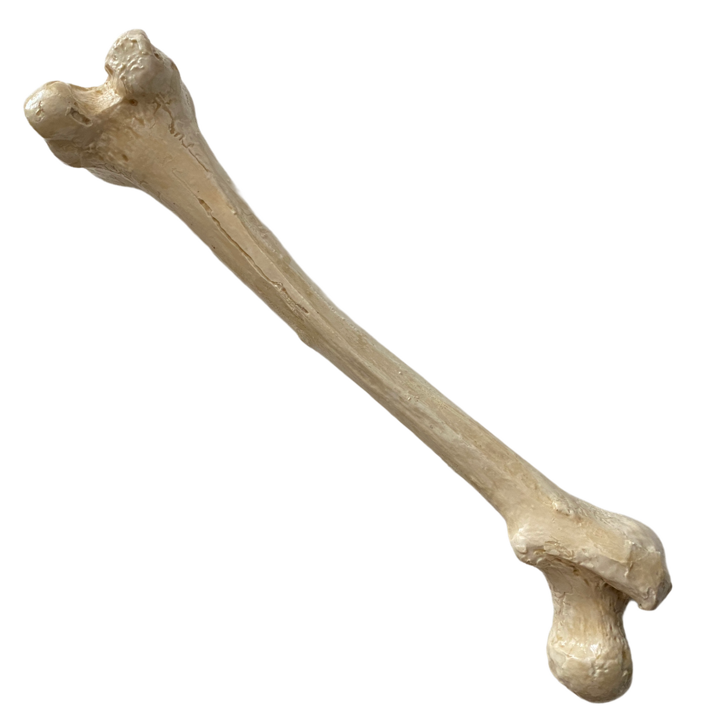 Silicone Mold Femur