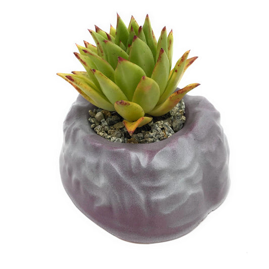 Brain 9" Mold ABS